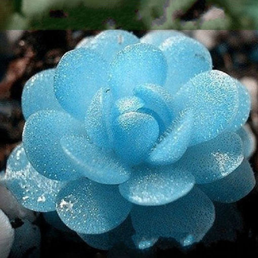 Immagine di Egrow 100 PCS Blue Lithops Perennial Pseudotruncatella Seeds Kyanite Succulent Garden Plants Seed