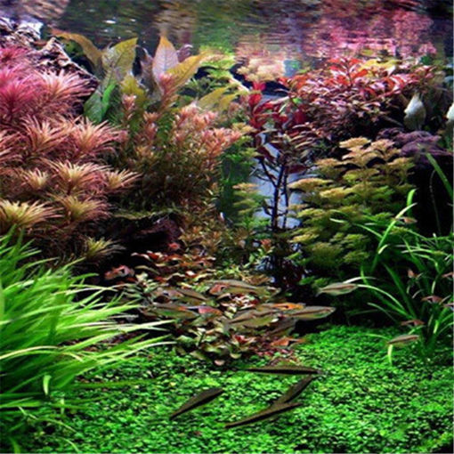 Picture of Egrow 1000 PCS Aquarium Plant Seeds Pine Tree Semillas Raras Plantas Aquatic Fish Tank Trees