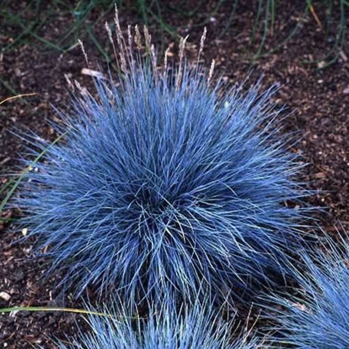 Picture of 100Pcs Blue Fescue Grass Seeds Perennial Hardy Ornamental Grass Home Garden
