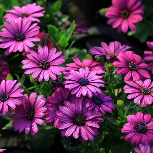 Picture of 30Pcs African Blue Eyed Daisy Seeds Osteospermum Seeds Mix Color Flower